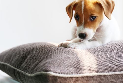 Coussin pour chien Coussin pour chien