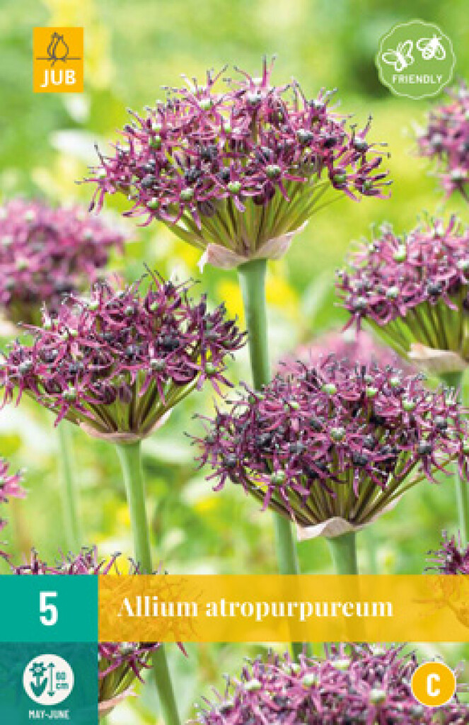 X 5 Allium Atropurpureum 10/+