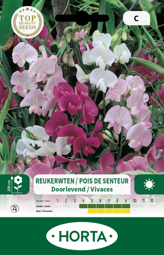 Lathyrus (pois de senteur) vivace varié