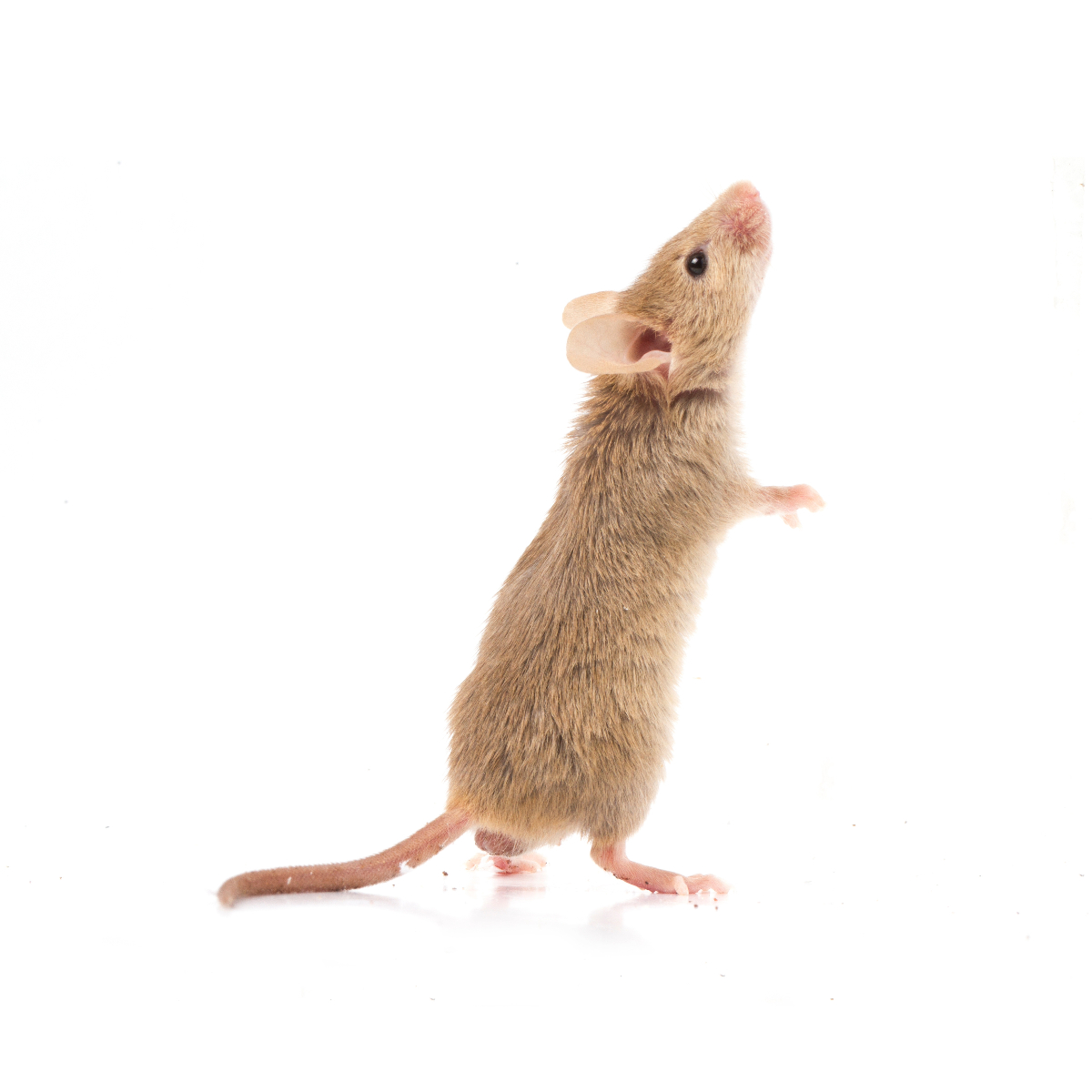 muis