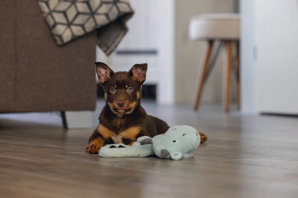 Puppy Flatino Draak Yi