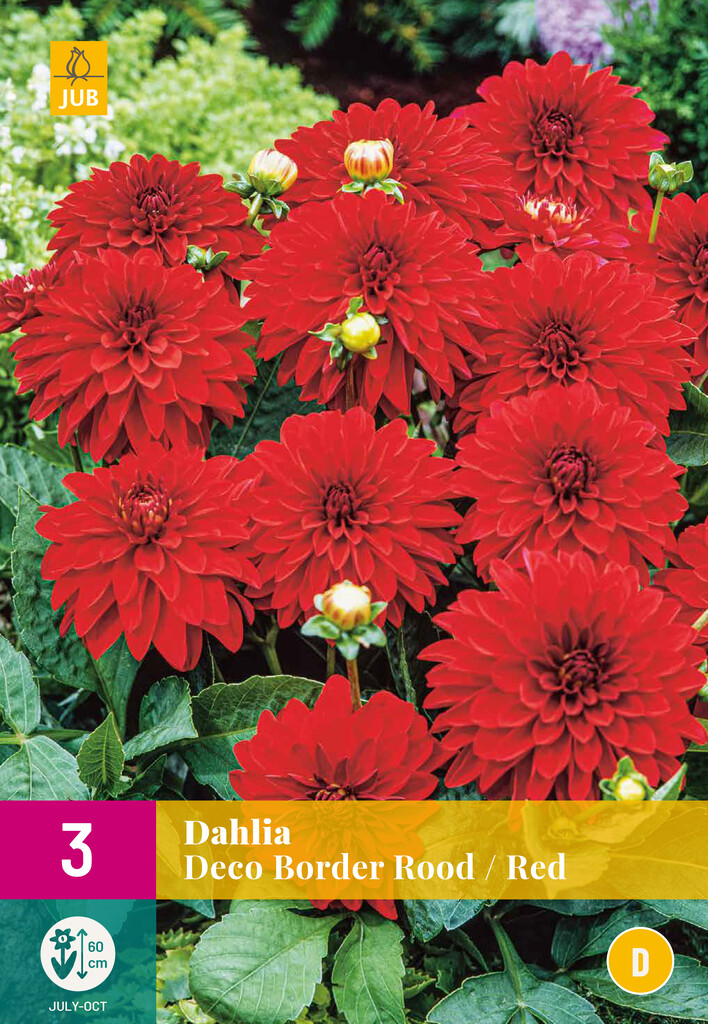 X3 Dahlia Deco Border rood