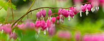 Wat te doen in de tuin: juni Wat te doen in de tuin: juni