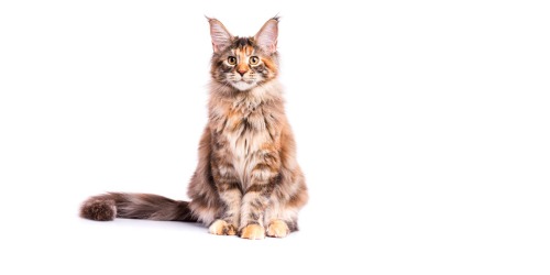 Beste kattenmand Beste kattenmand