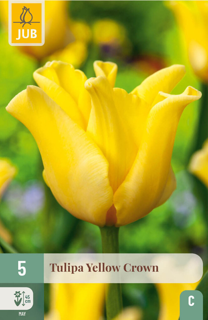 X5 Tulipa Yellow Crown 11/12
