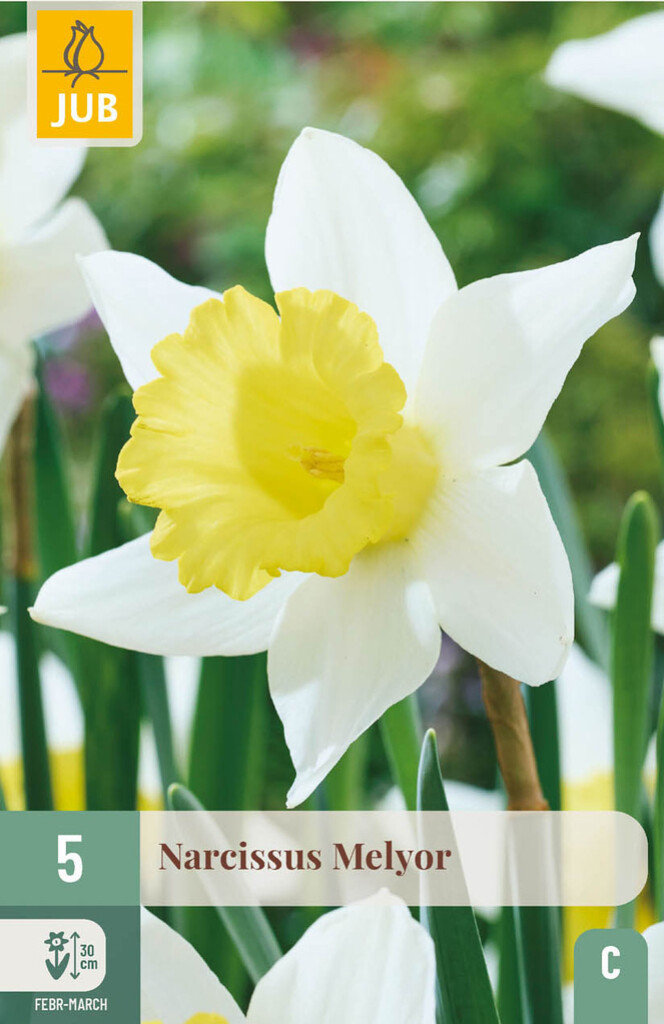 X5 Narcissus Melyor 12/14