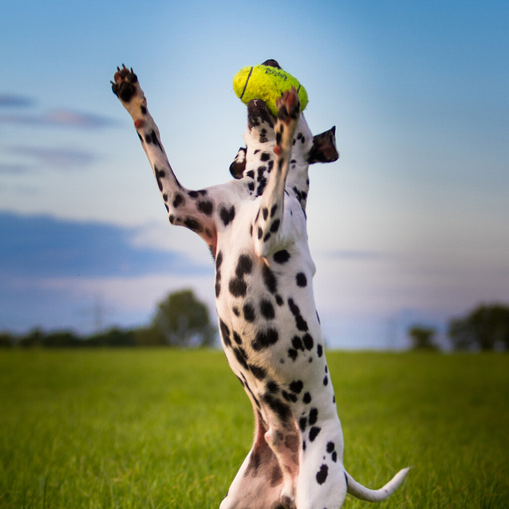 Air Dog American Football Geel