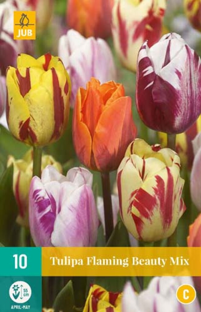 X 10 Tulipa Flaming Beauty Mix 11/12