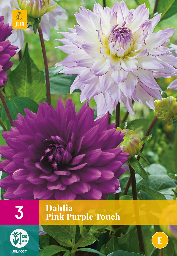 Dahlia Pink Purple Touch - 3 stuks Dahlia Pink Purple Touch - 3 stuks