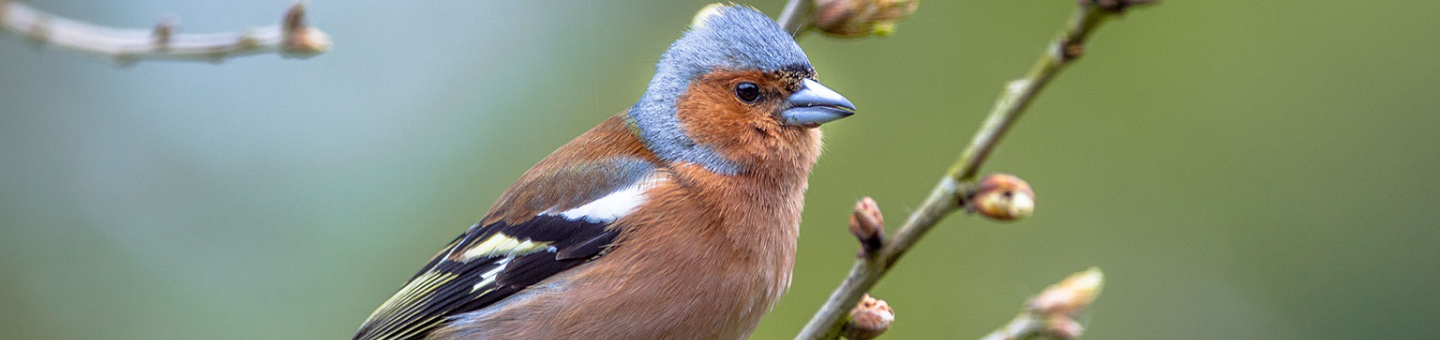 Vink Vink