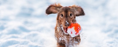 Zorgeloos spelen in de sneeuw met je hond Zorgeloos spelen in de sneeuw met je hond