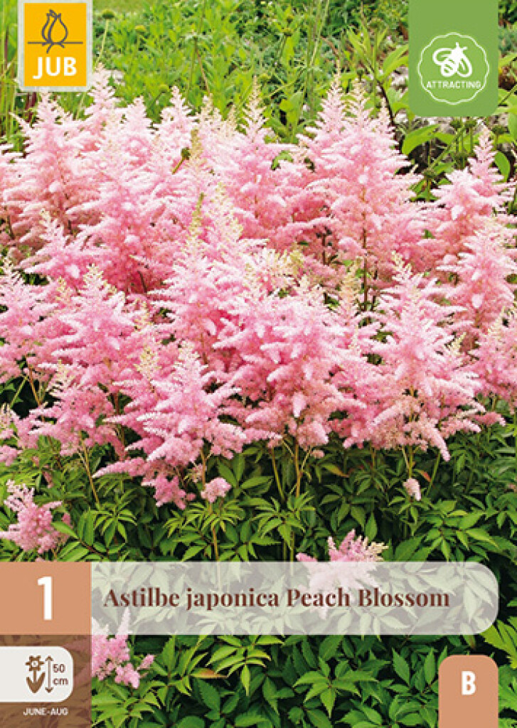 X1 Astilbe Japonica Peach Blossom
