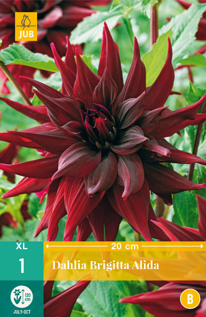 X 1 Dahlia Brigitta Alida
