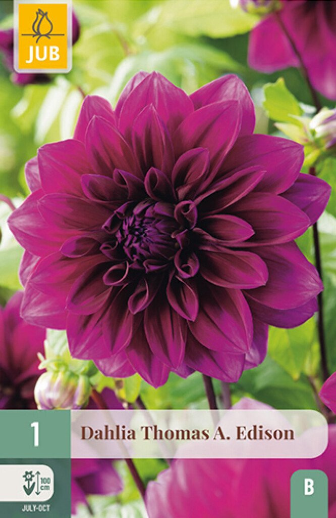X 1 Dahlia Thomas A. Edison