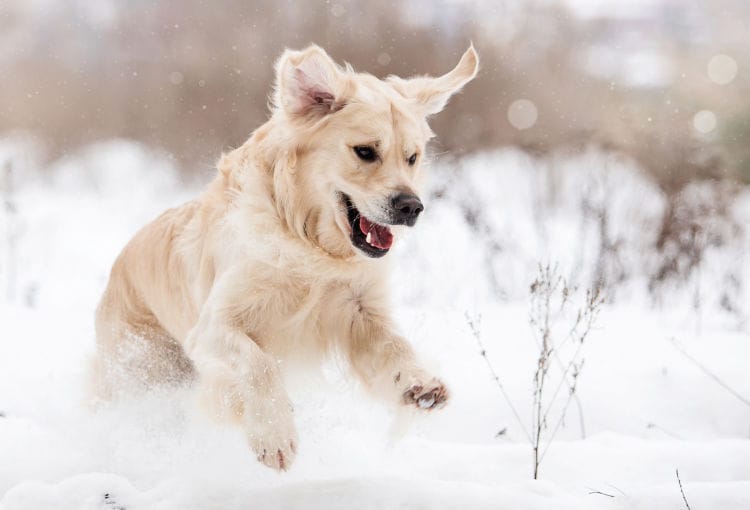 Hond in de sneeuw