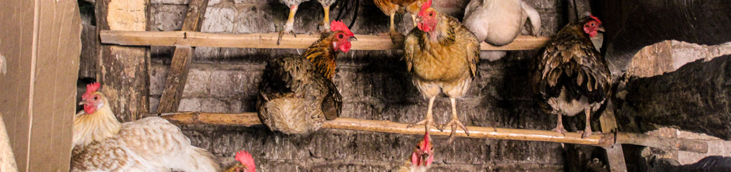 Checklist poulailler