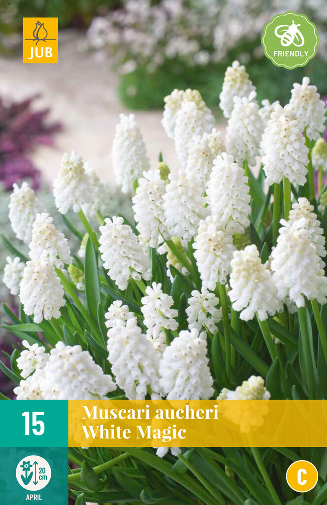 X 15 Muscari White magic