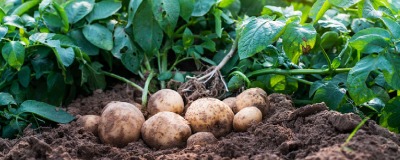 Propre pommes de terre Propre pommes de terre