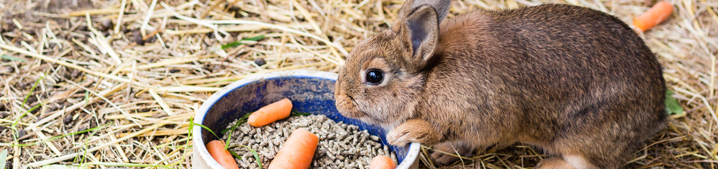 Quelle nourriture donner à un lapin ?