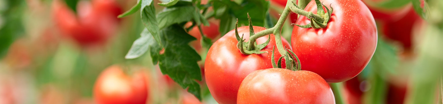 Tomaten zaaien in 7 stappen Tomaten zaaien in 7 stappen