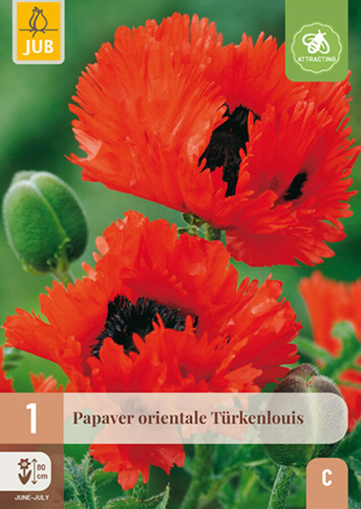 X1 Papaver Orientale Türkenlouis