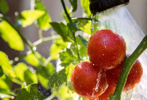 Tomaten water geven Tomaten water geven