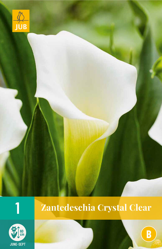 X1 Zantedeschia Crystal Clear