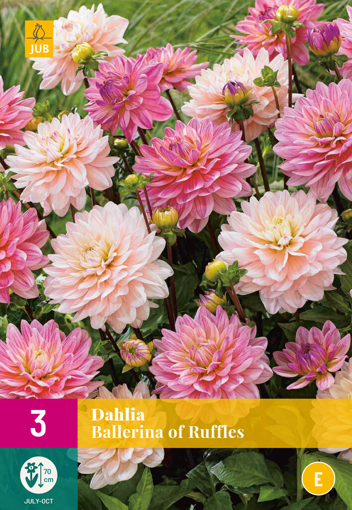 X3 Dahlia Ballerina of Ruffles