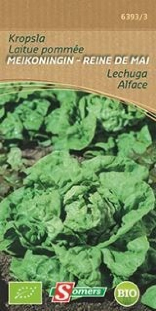 Be-Bio-02 Laitue Pommée Reine de mai