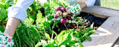 Moestuinieren in bakken