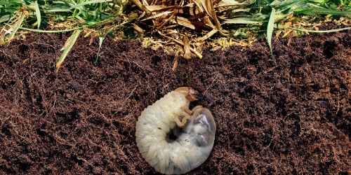 Engerlingen of emelten in gazon