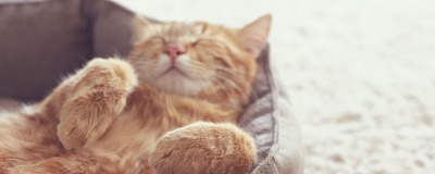 Comfortabele kattenmand Comfortabele kattenmand