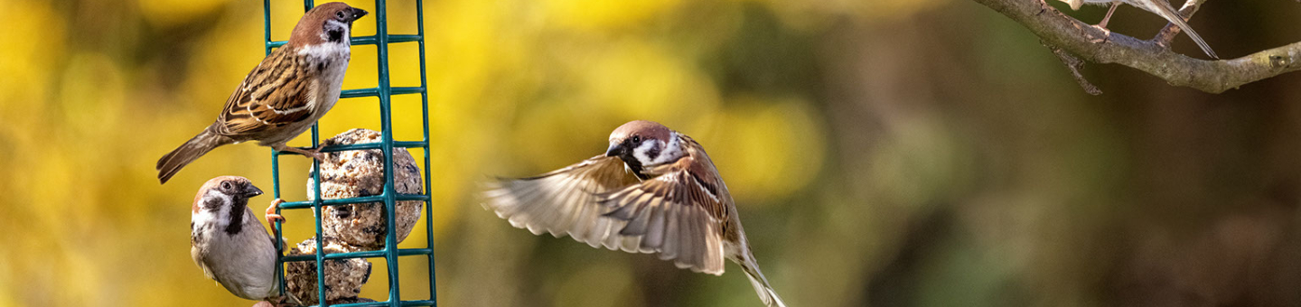 nourrir les oiseaux et les rats