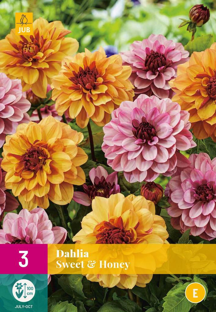 X3 Dahlia Sweet & Honey X3 Dahlia Sweet & Honey