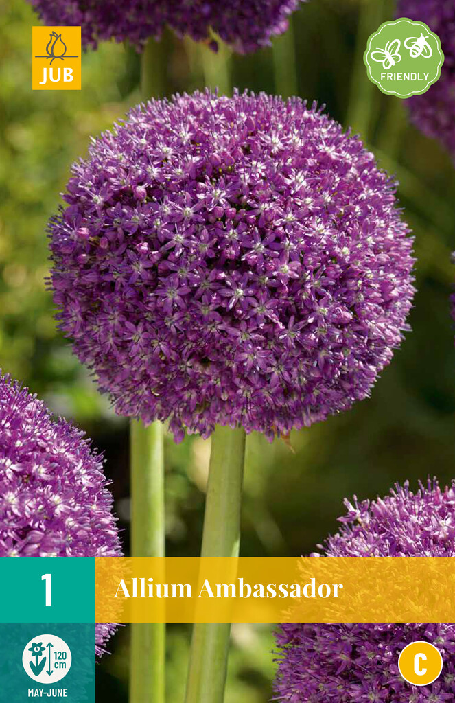 X 1 Allium Ambassador