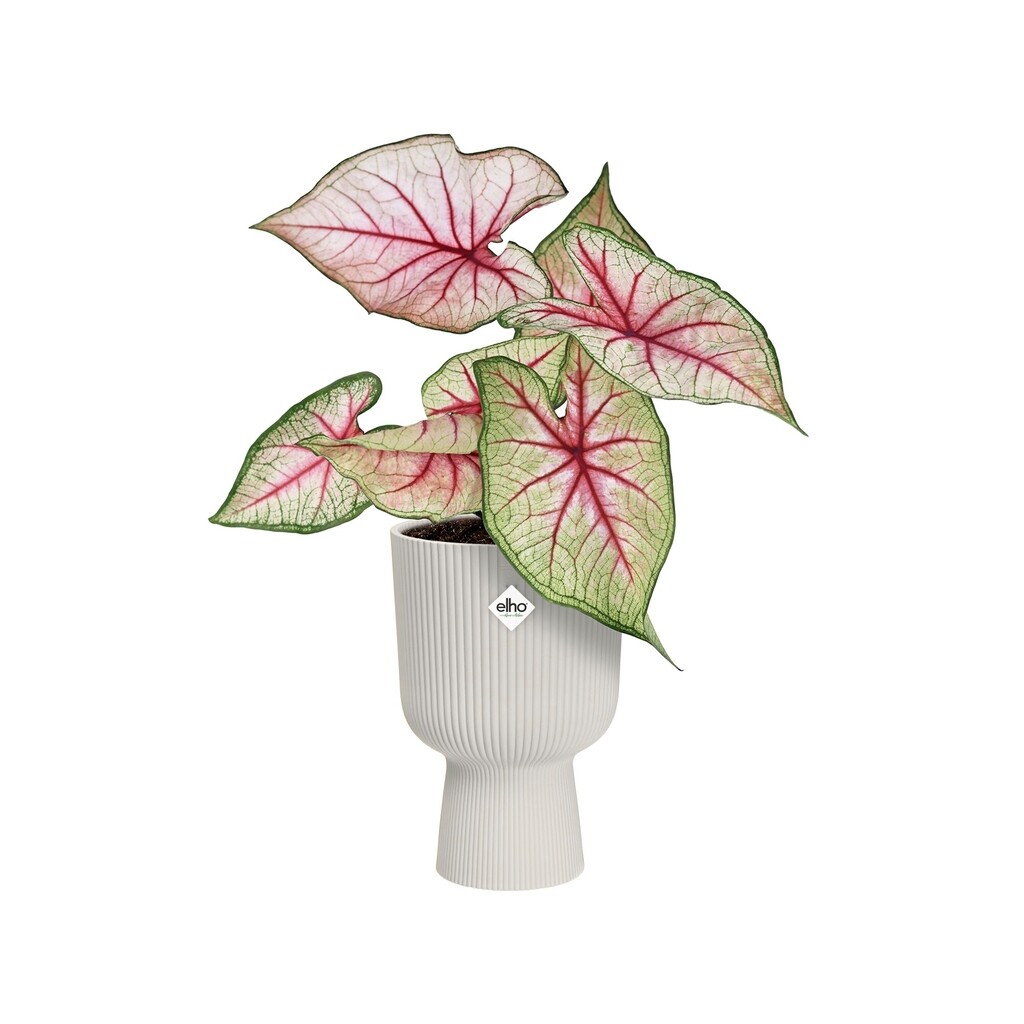 Vibes Fold Coupe 14cm zijdewit Vibes Fold Coupe 14cm zijdewit