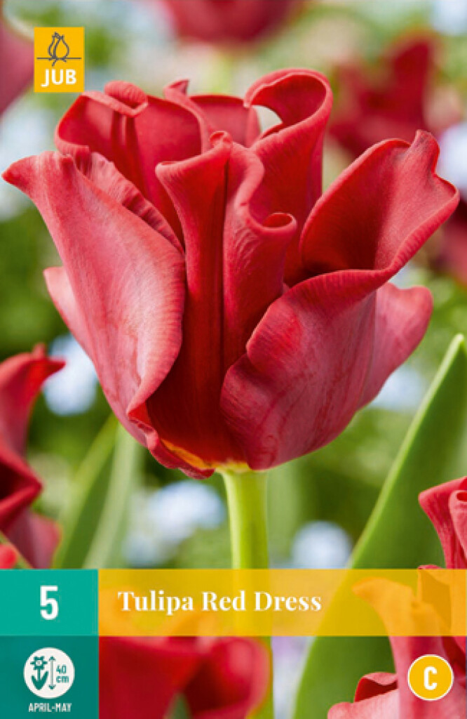 X 5 Tulipa Red Dress 11/12