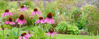 Des plantes vivaces pour vos bordures Des plantes vivaces pour vos bordures
