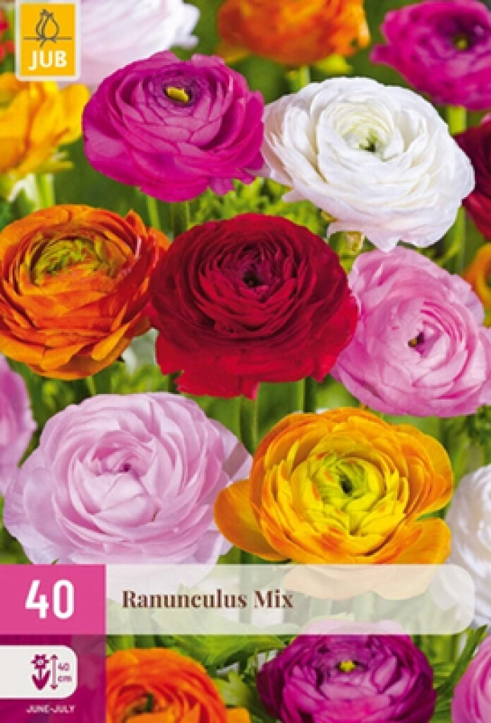 X40 Ranunculus Mix Nj