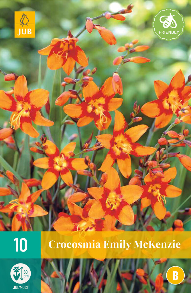 Crocosmia Emilie Mckenzie - 10 stuks