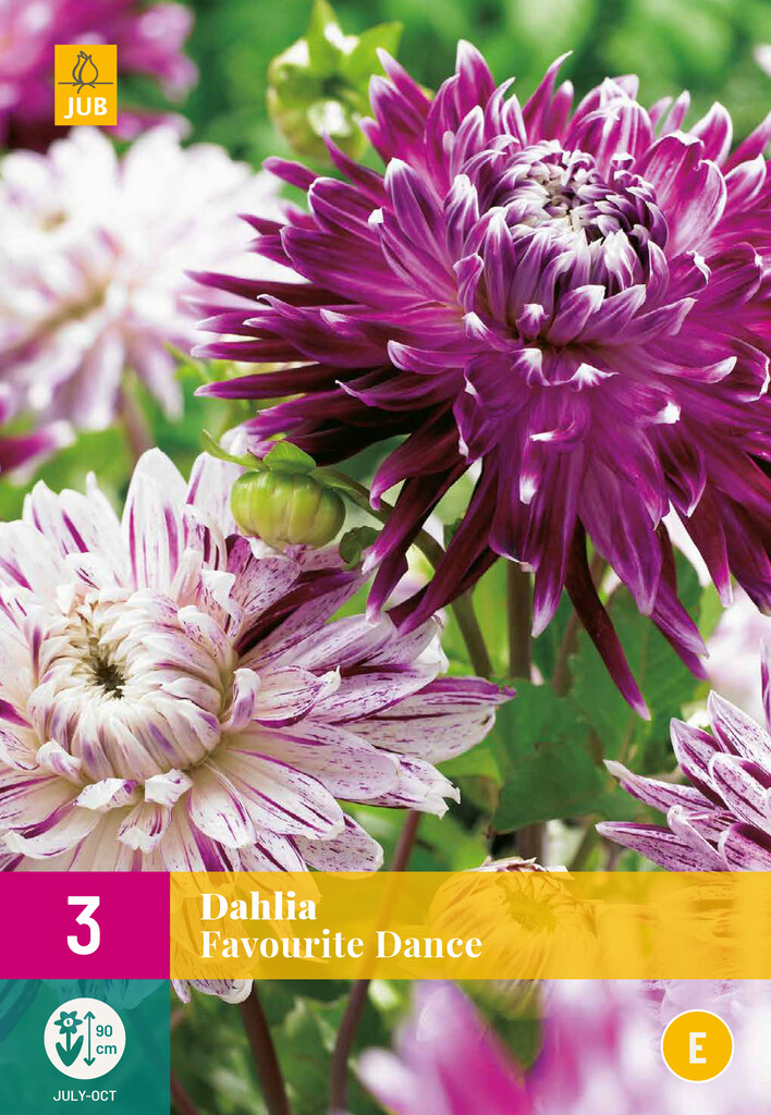 X3 Dahlia Favourite Dance