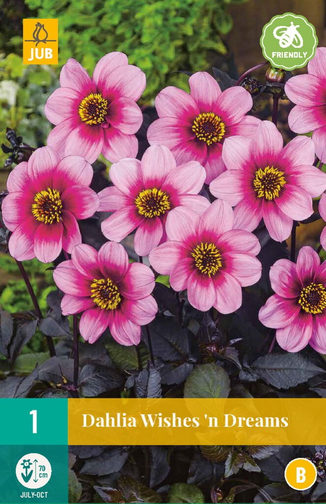 X1 Dahlia Wishes 'n dreams