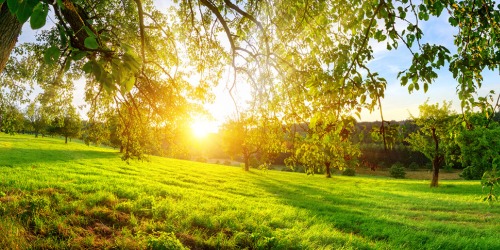 Bomen en struiken voor paarden Bomen en struiken voor paarden