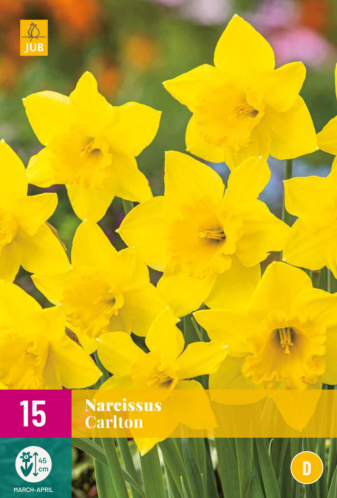 X 15 Narcissus Carlton