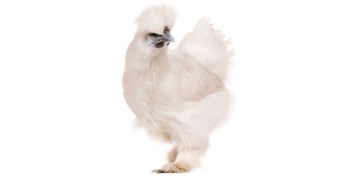 Poule soie Poule soie