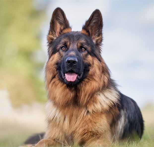 MAXI