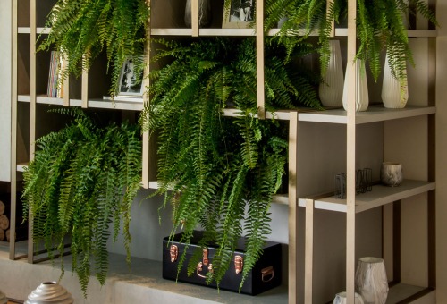 Type kamerplanten