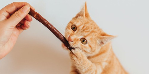 Snacks pour votre chat Friandises pour chats