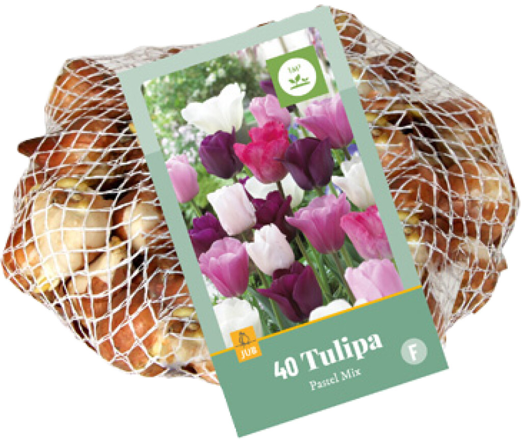 X 40 Tulipa Pastel Mix 11/12