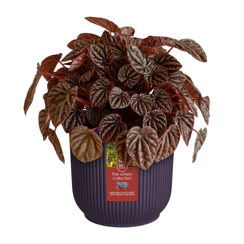 The Winery Collection Rond 16cm violet foncé